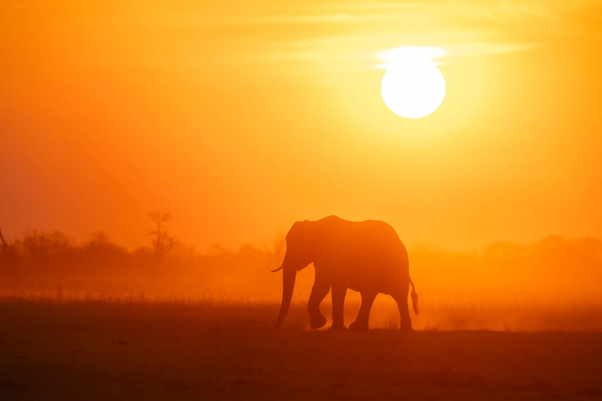 Wildlife Safaris